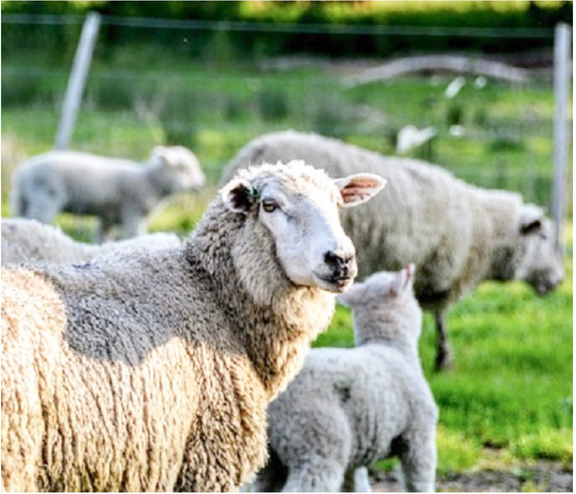 Beef and Sheep Webinar Series