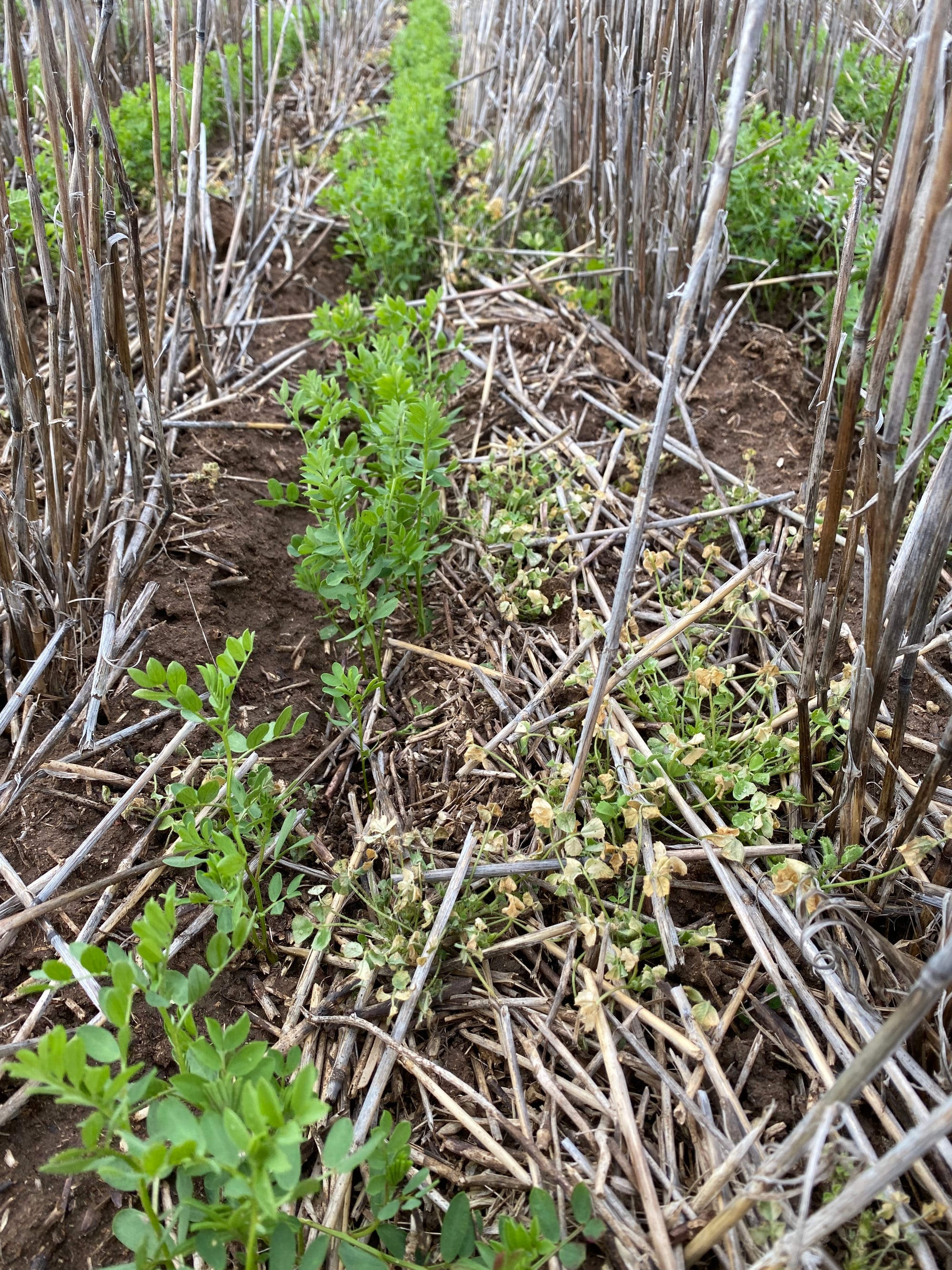 Making the Most of Herbicide-Tolerant Pulses: WeedSmart Advice – “Ask an Expert”