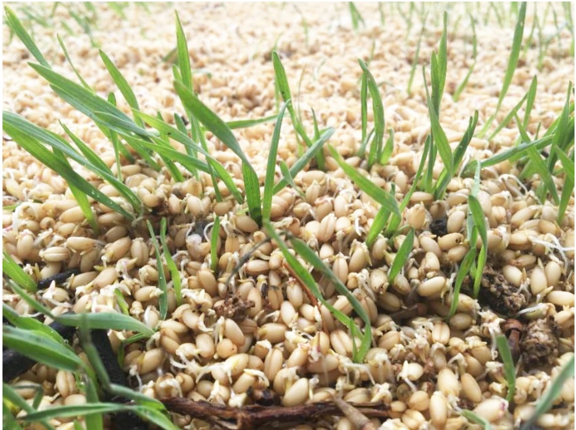 A Call to Report Illegal Grain Dumping in Victoria