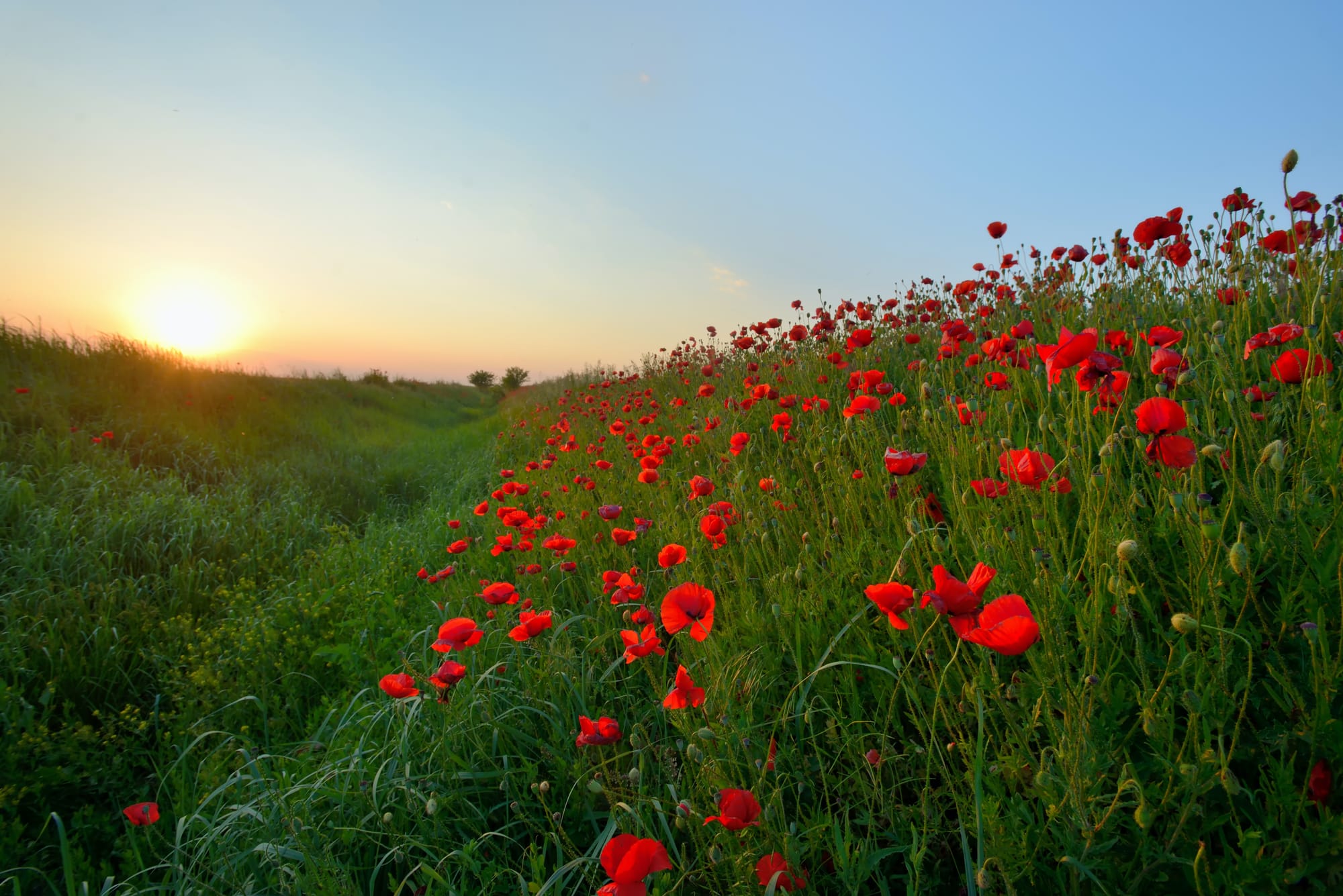 Friday Next is Remembrance Day