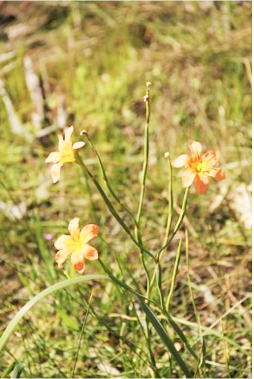 Noxious Weeds in the Wimmera