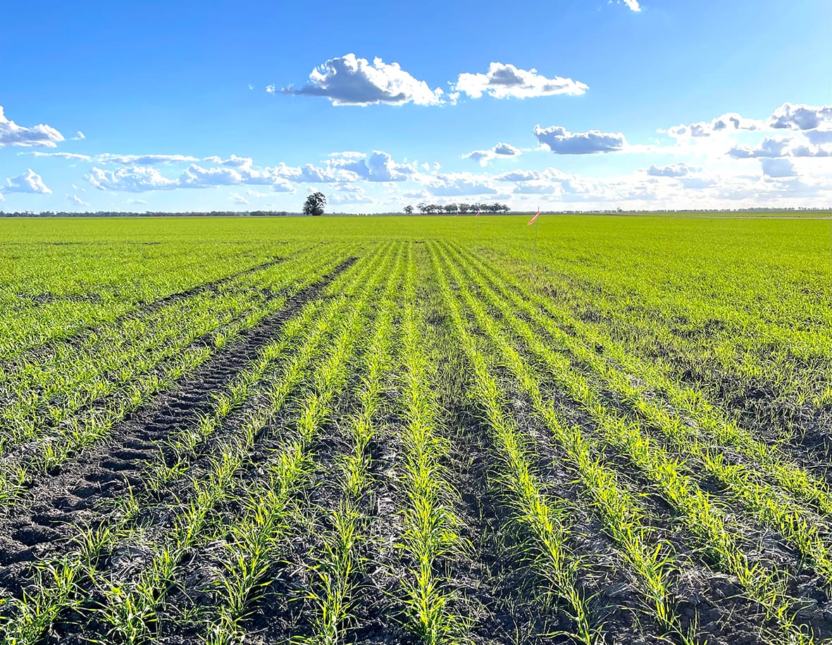 Curtailing Phalaris in Winter Crops