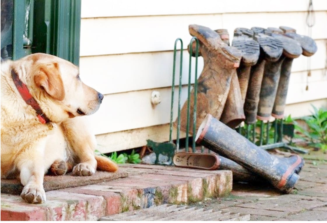 Don’t Cross the Tick: Ehrlichiosis in Dogs