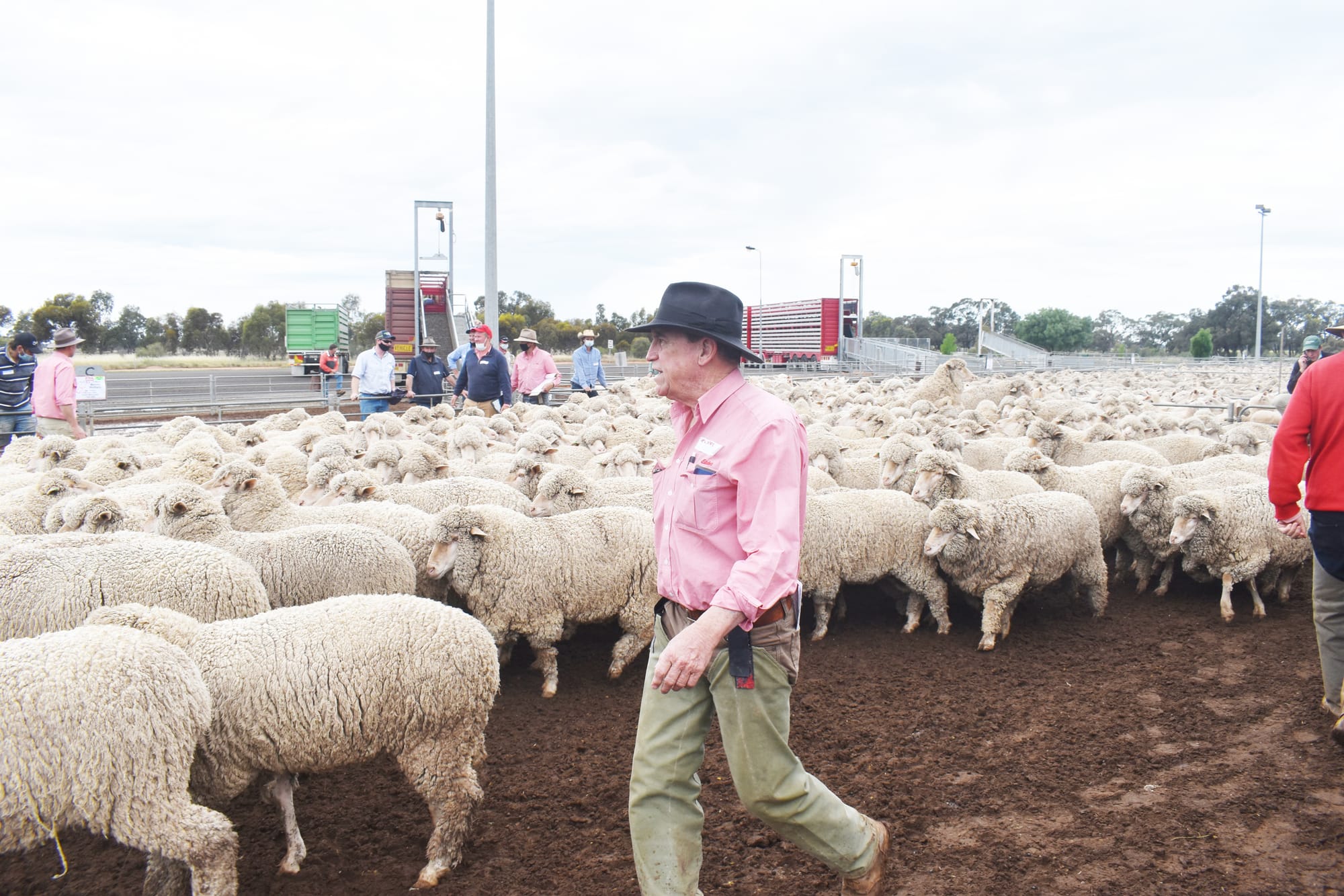 Wycheproof Special Spring Store Sheep Sale
