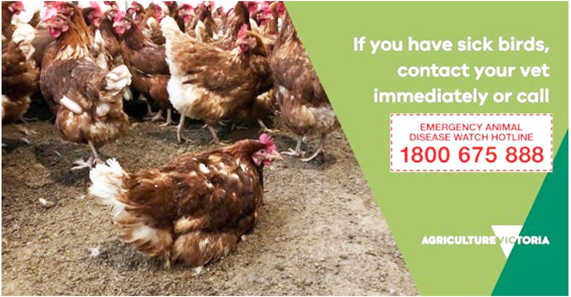 Further Detections of Avian Influenza