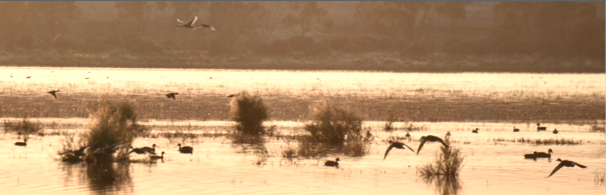 Duck Hunting Season, 2024