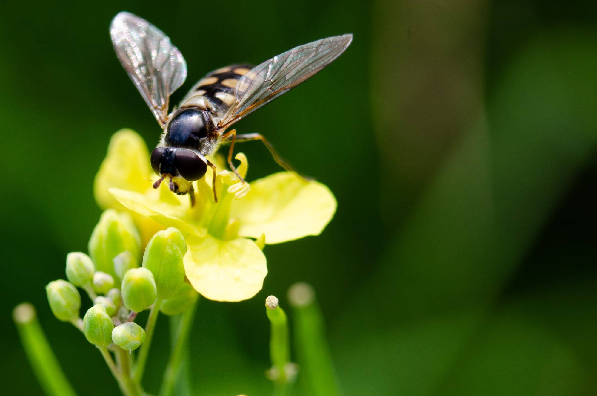 Understanding Chemical Impact on Beneficial Insects
