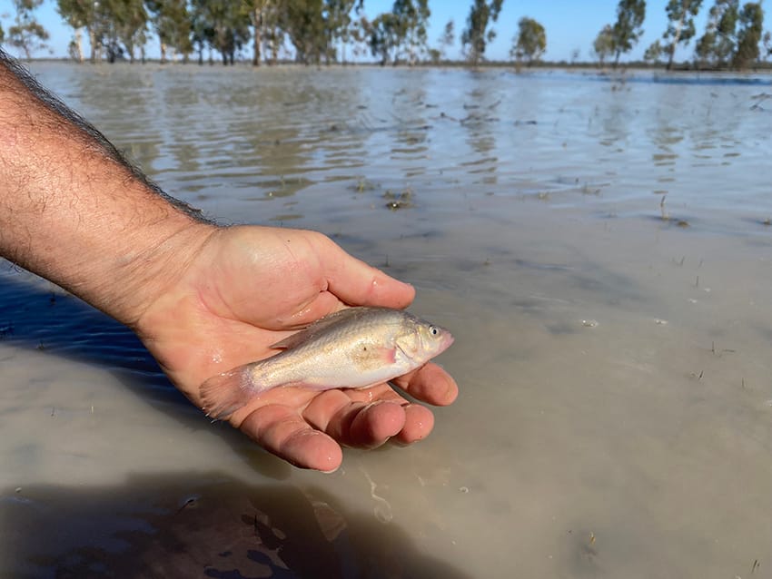 Monitoring Our Floodplain Ecosystem