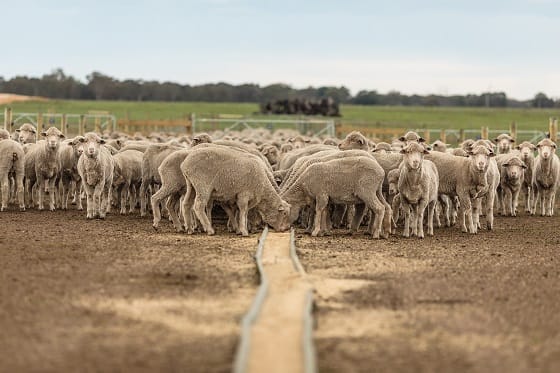 Pneumonia and pleurisy in sheep during summer