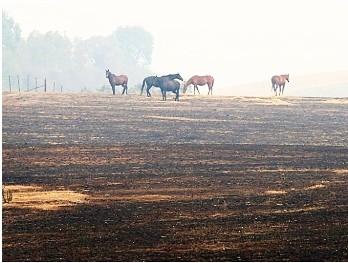 A Bushfire Plan for Horses is Essential