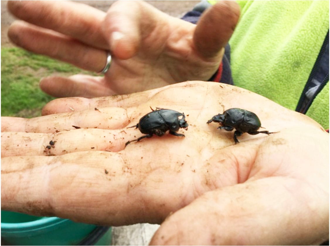 Do You Know Your Dung Beetle?