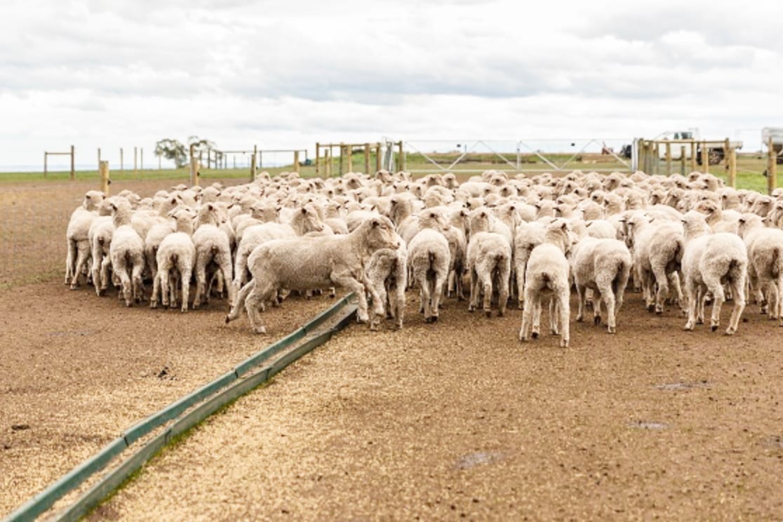 New Mulesing Regulations