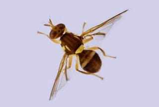 Foil the Fruit Fly in Your Homegrown Fruit and Veg.