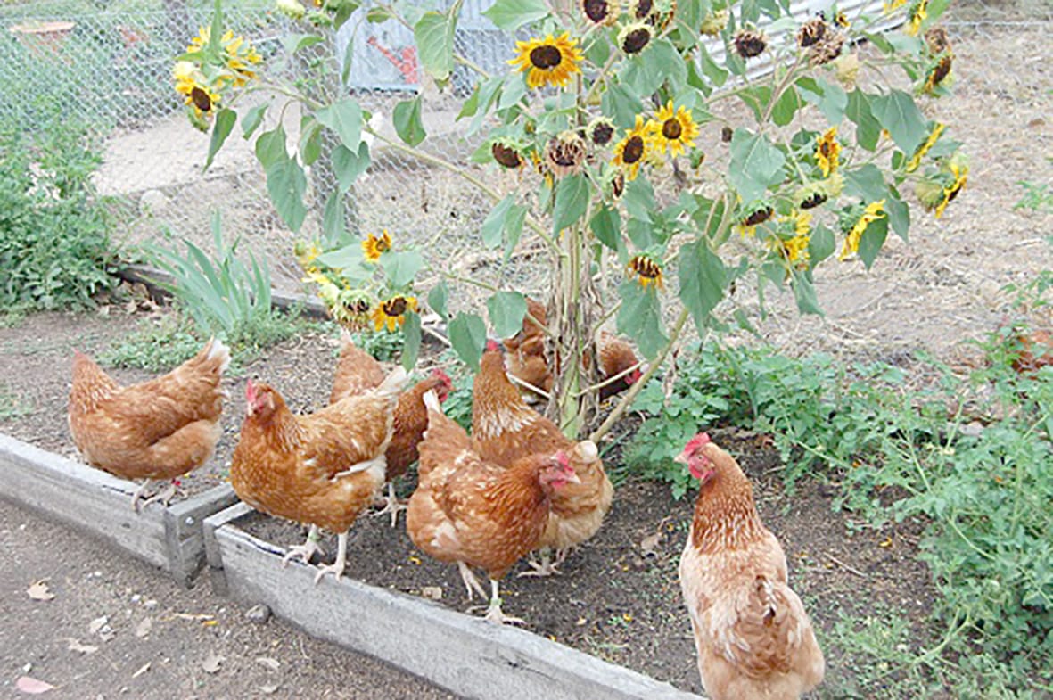 Thinking of Keeping Backyard Chooks?