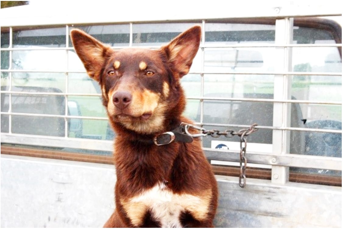 Update on Dog Liver Disease
