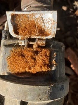 Tiny Ants Could've Been Big Trouble