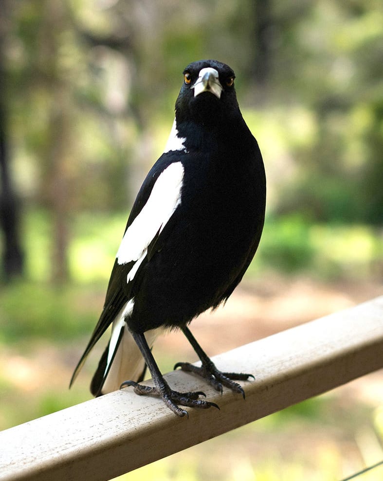 Swooping Season is Here Again: Look Up, Victoria!
