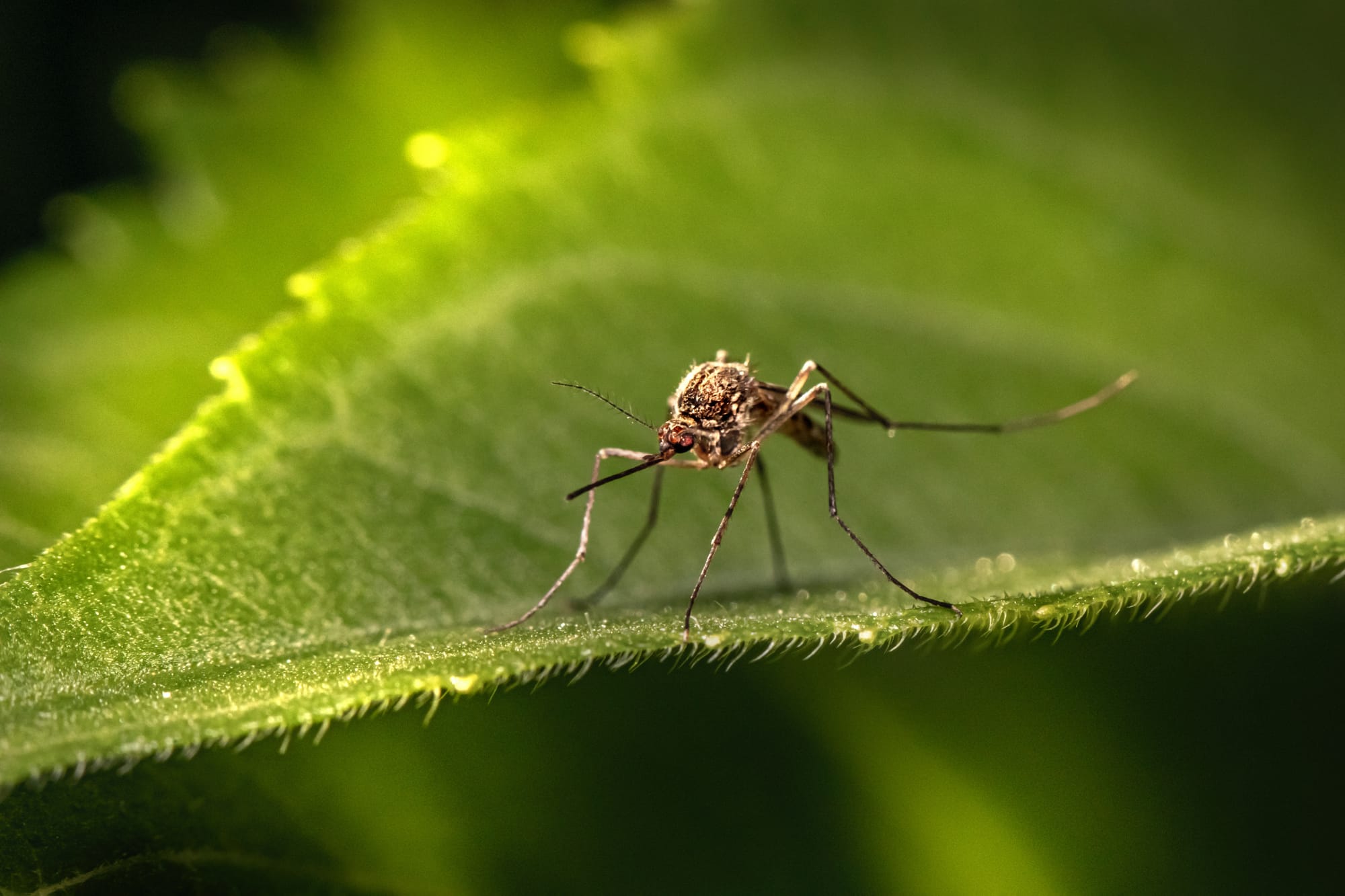 Increased Risk of Mosquito-borne Diseases