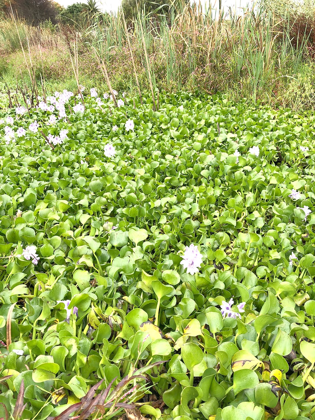 Stop the Sale, Stop the Spread of Invasive Weeds