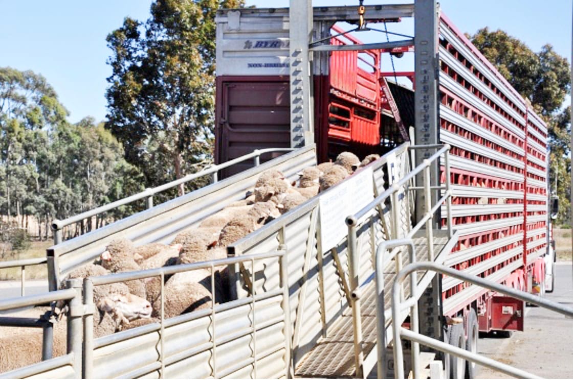 Are Your Livestock Fit for Loading?