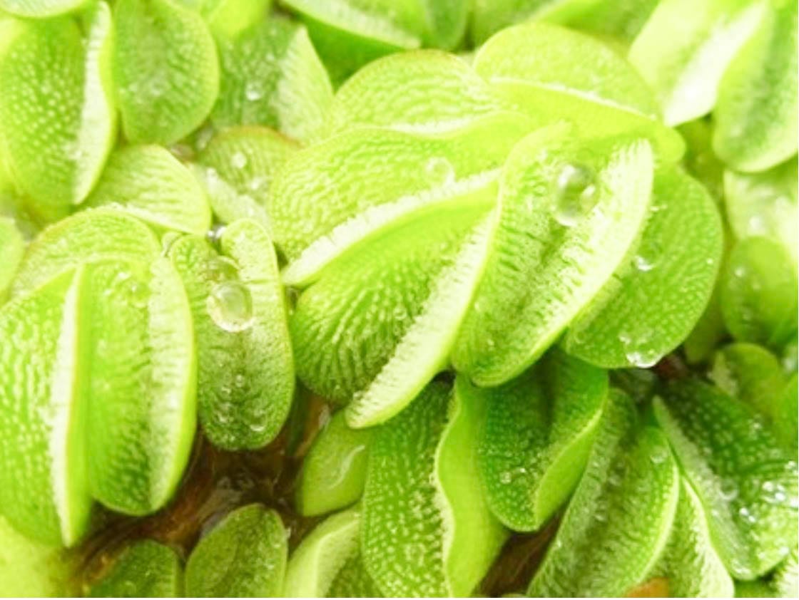 Woman Fined for Online Sale of Prohibited Weeds
