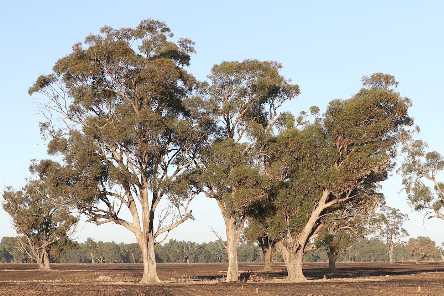 When Burning Stubble . . . Protect the Trees