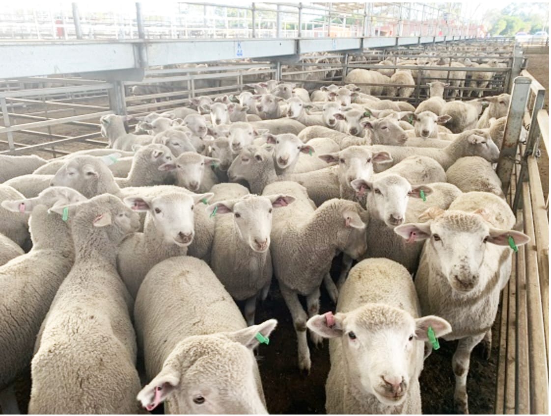 Victoria’s Record Breaking Sheep Traceability System