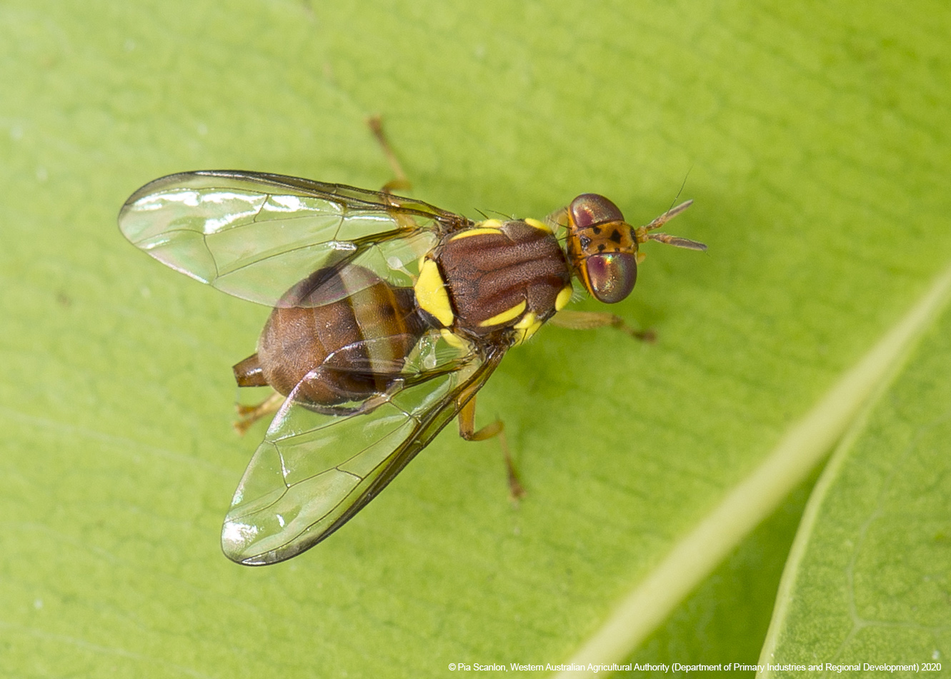 Birchip’s Fruit Fly Campaign