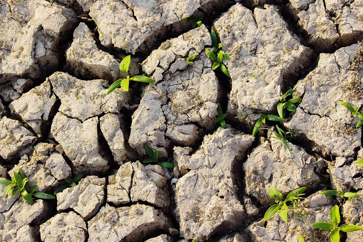 Nitrogen Loss in Flooded Soils