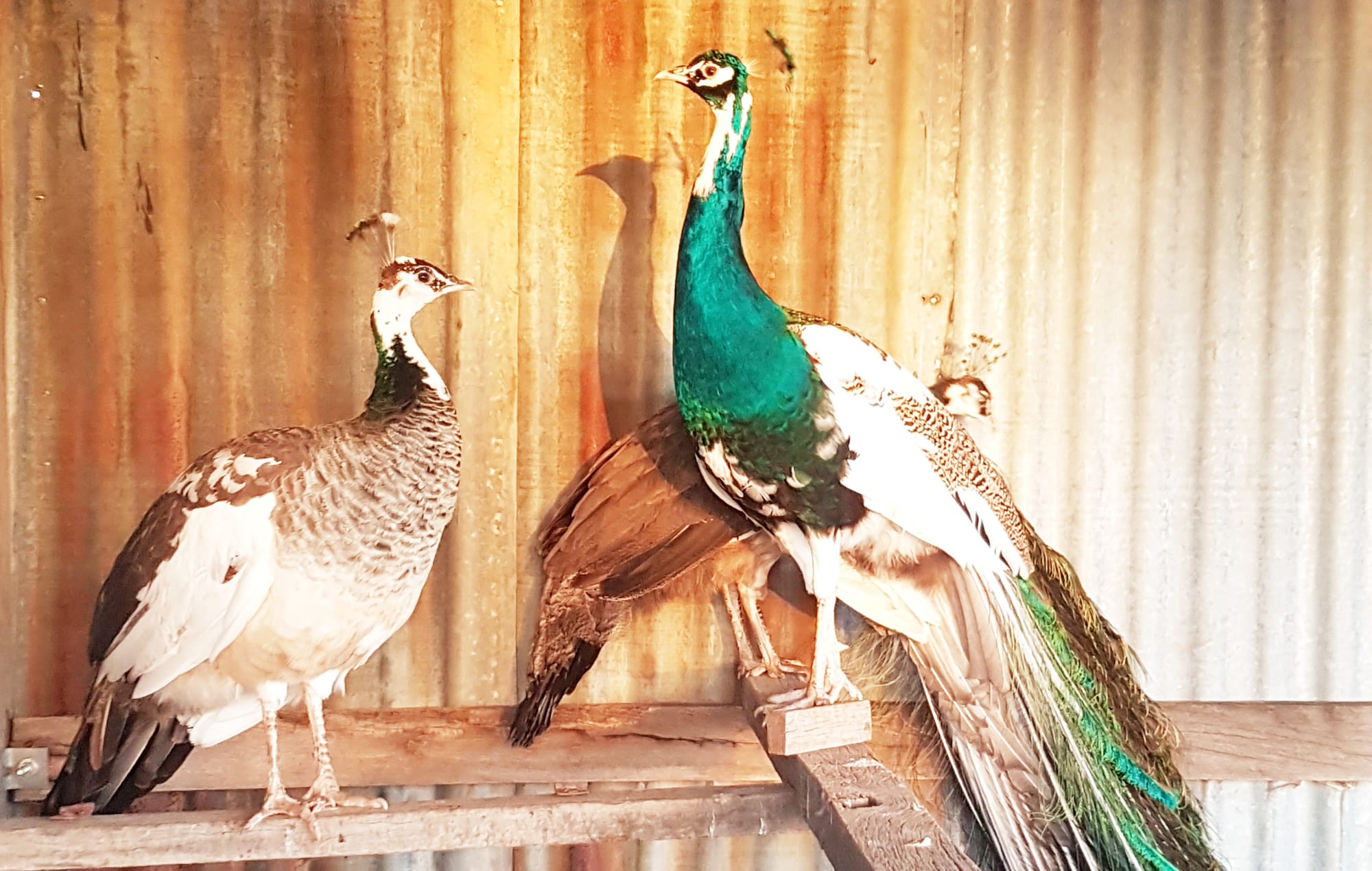 Percy’s Poultry