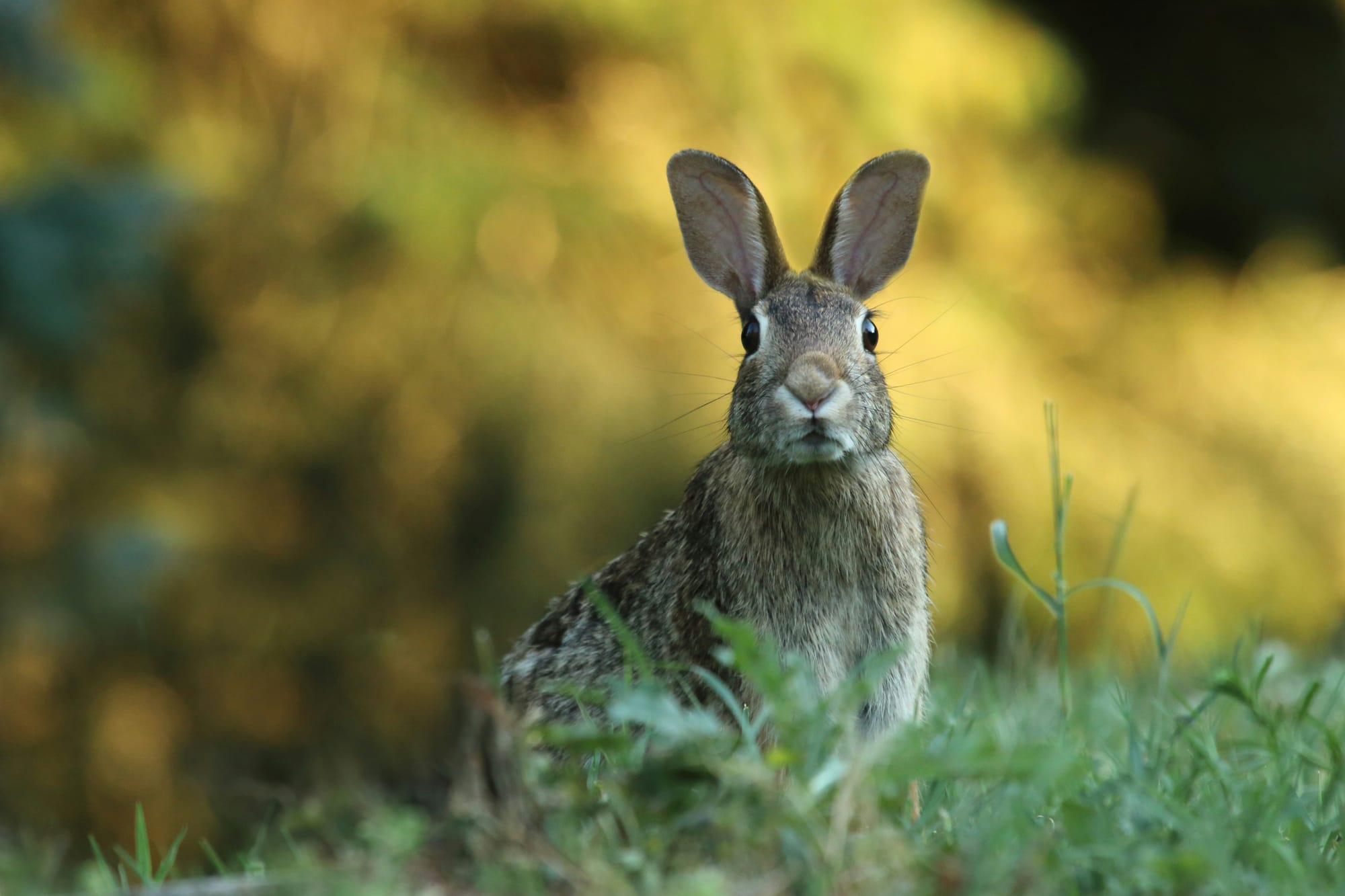 More Support in Tackling Pests
