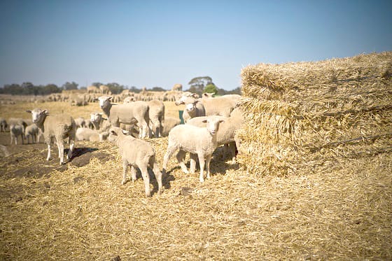 Essential Autumn and Livestock Decisions