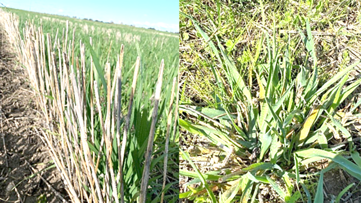 Take Action to Minimise Cereal Disease This Season