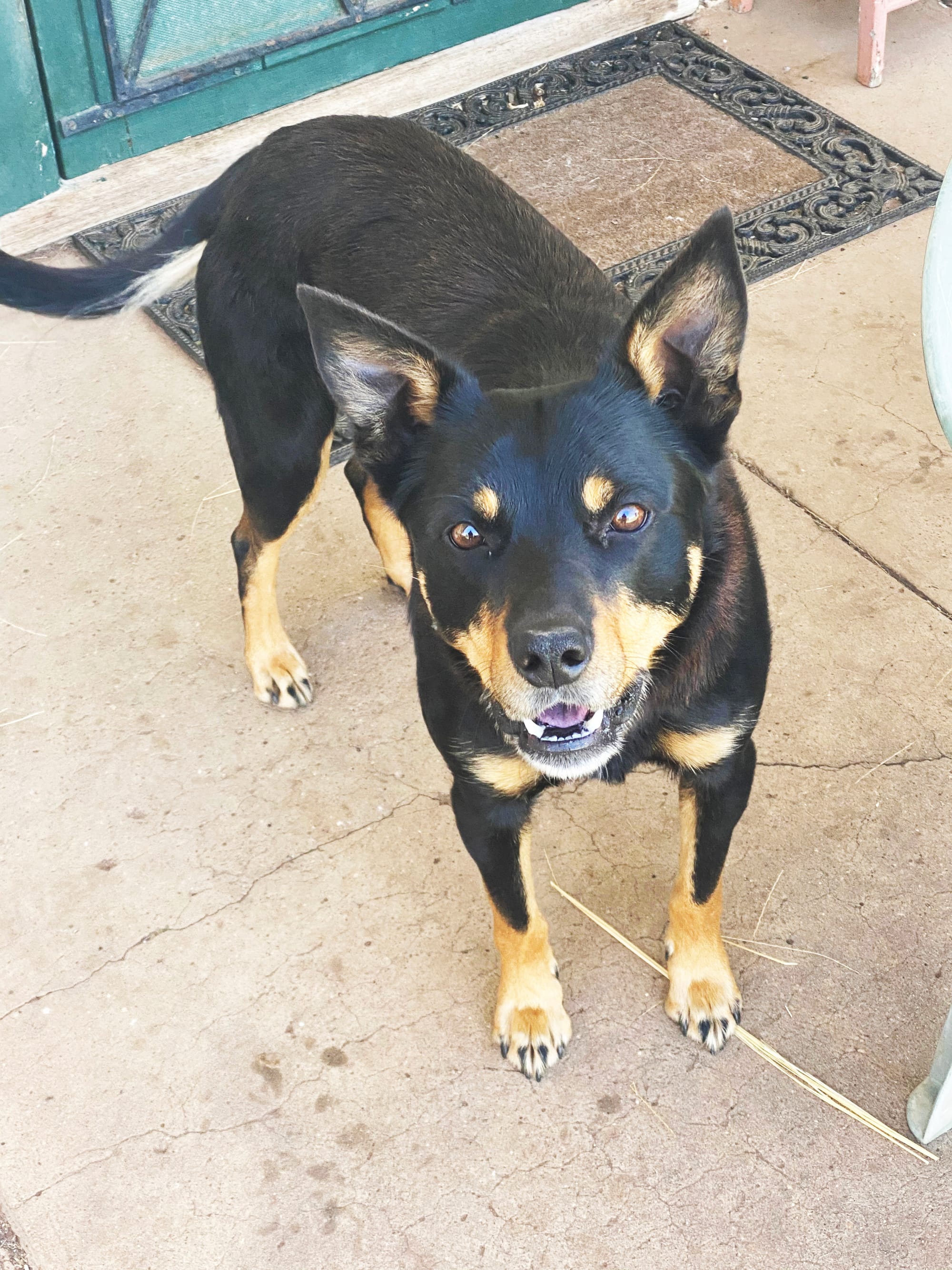 Meet Ned, My Kinky Kelpie