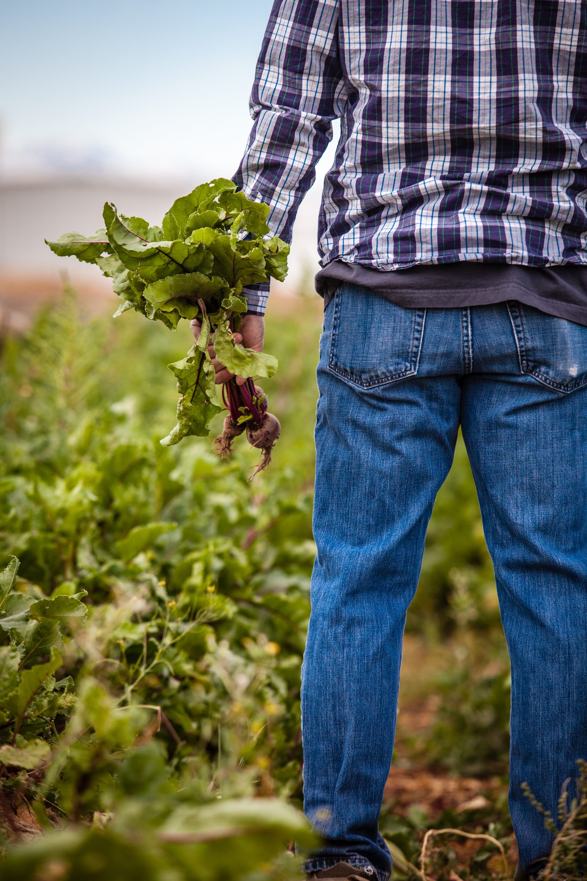 Study to Help Farmers Curb Chronic Pain