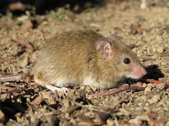 Warning on Mice Baiting