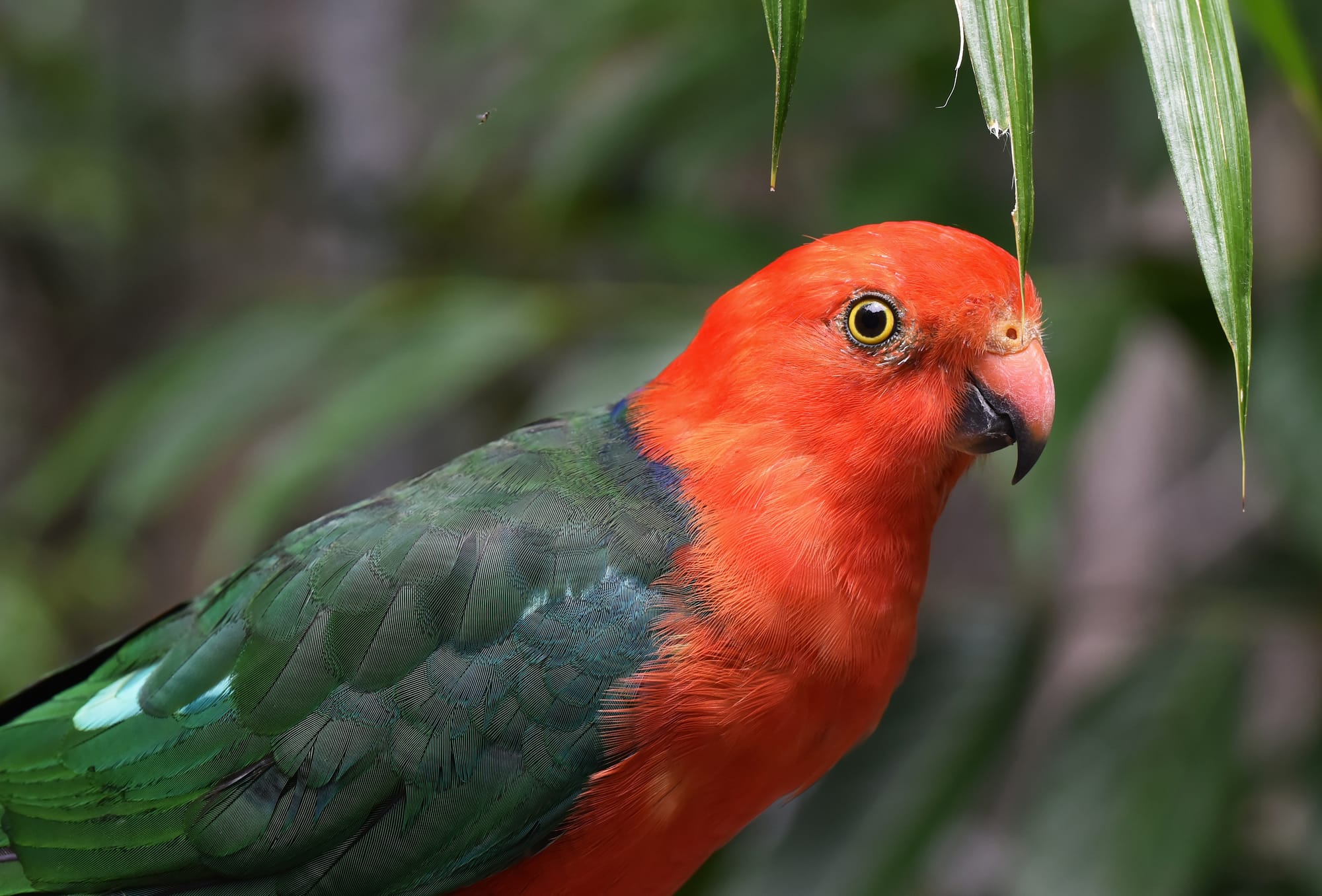Illegal Fruit Netting Causes Wildlife Harm