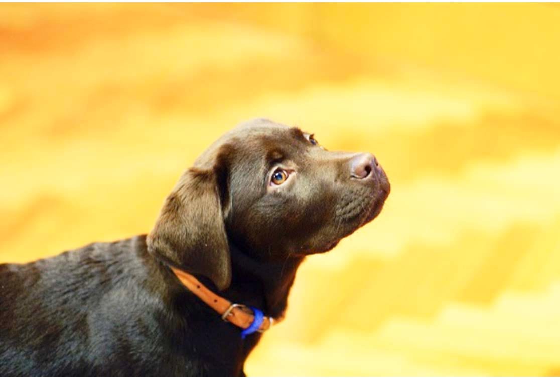 In Pounds and Shelters . . . Every Pet Counts