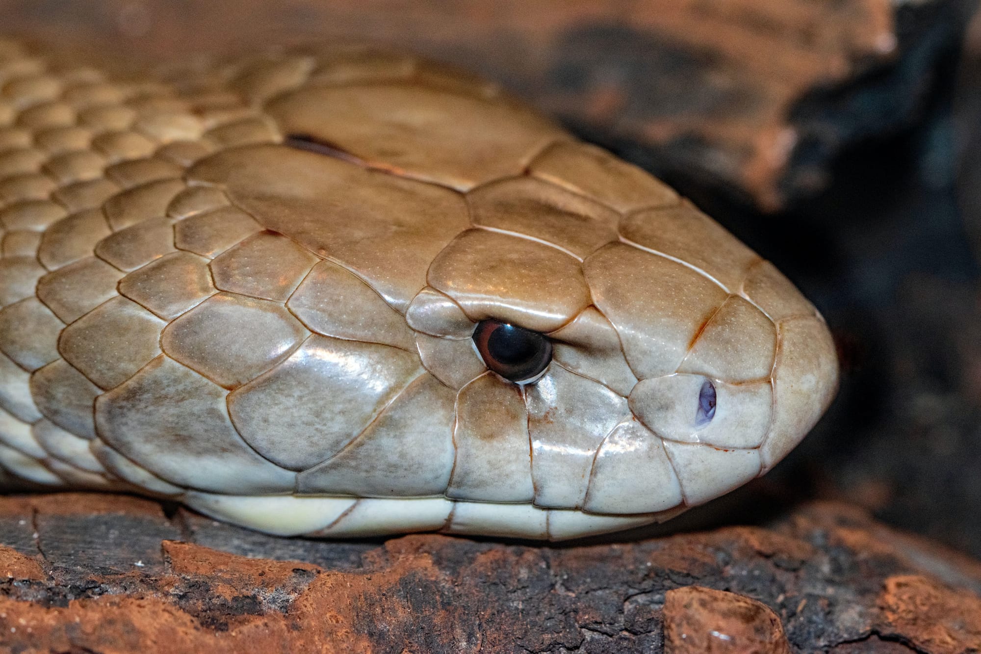 As the Weather Warms Up . . . Snakes Out and About