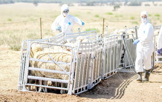 Protecting Agriculture From Animal Disease Threats