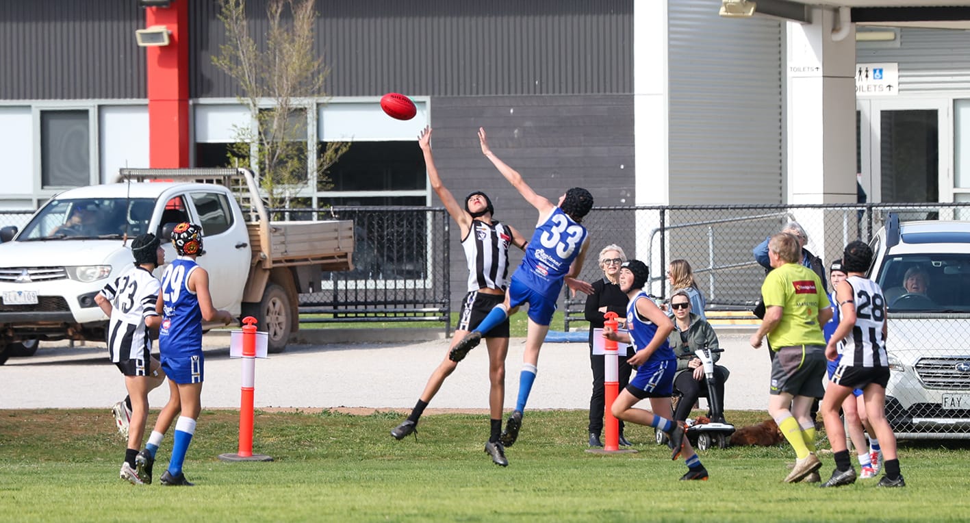 Young Magpies Swoop