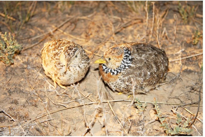 Birchip Landcare Heads to the Zoo