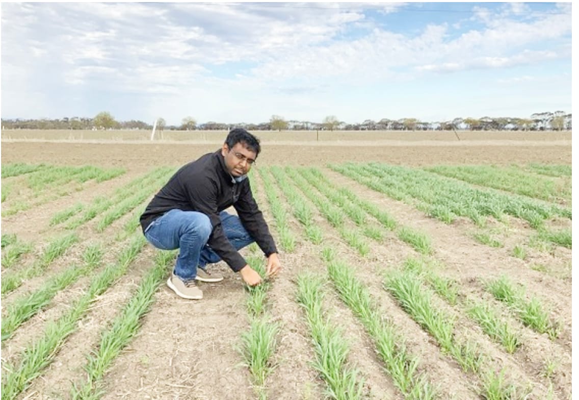 Hay Disease a Risk for Victorian Farmers