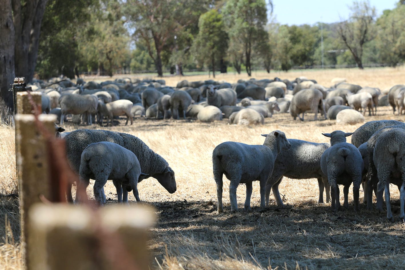 Sheep Producers Show Resilience