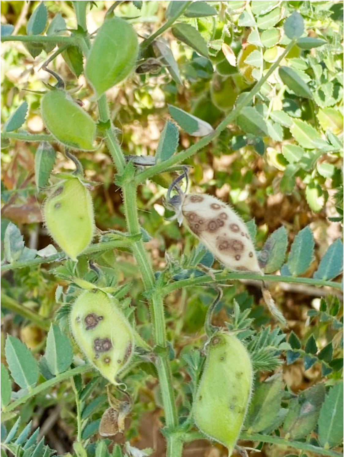 2021 Cereal and Pulse Disease Guides Out Now