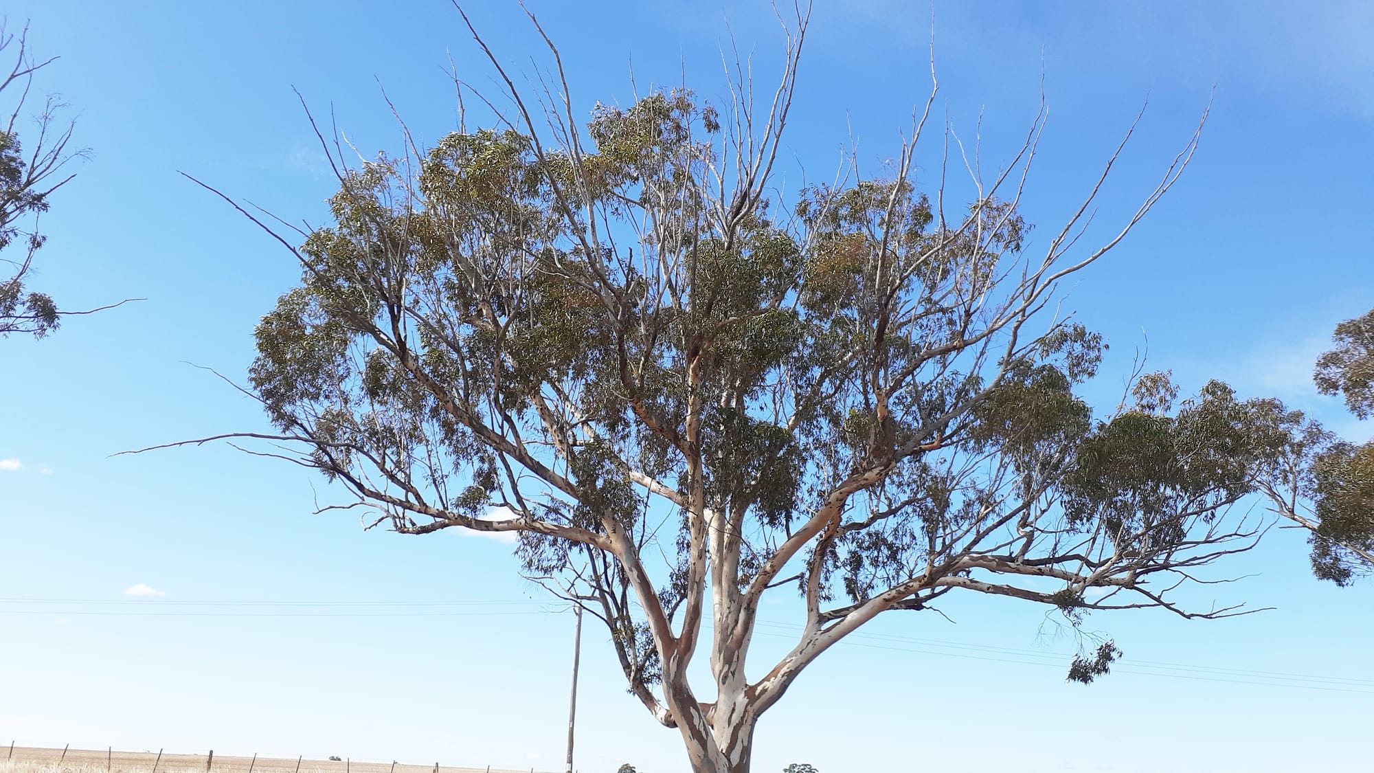 Trees Needing Your Support