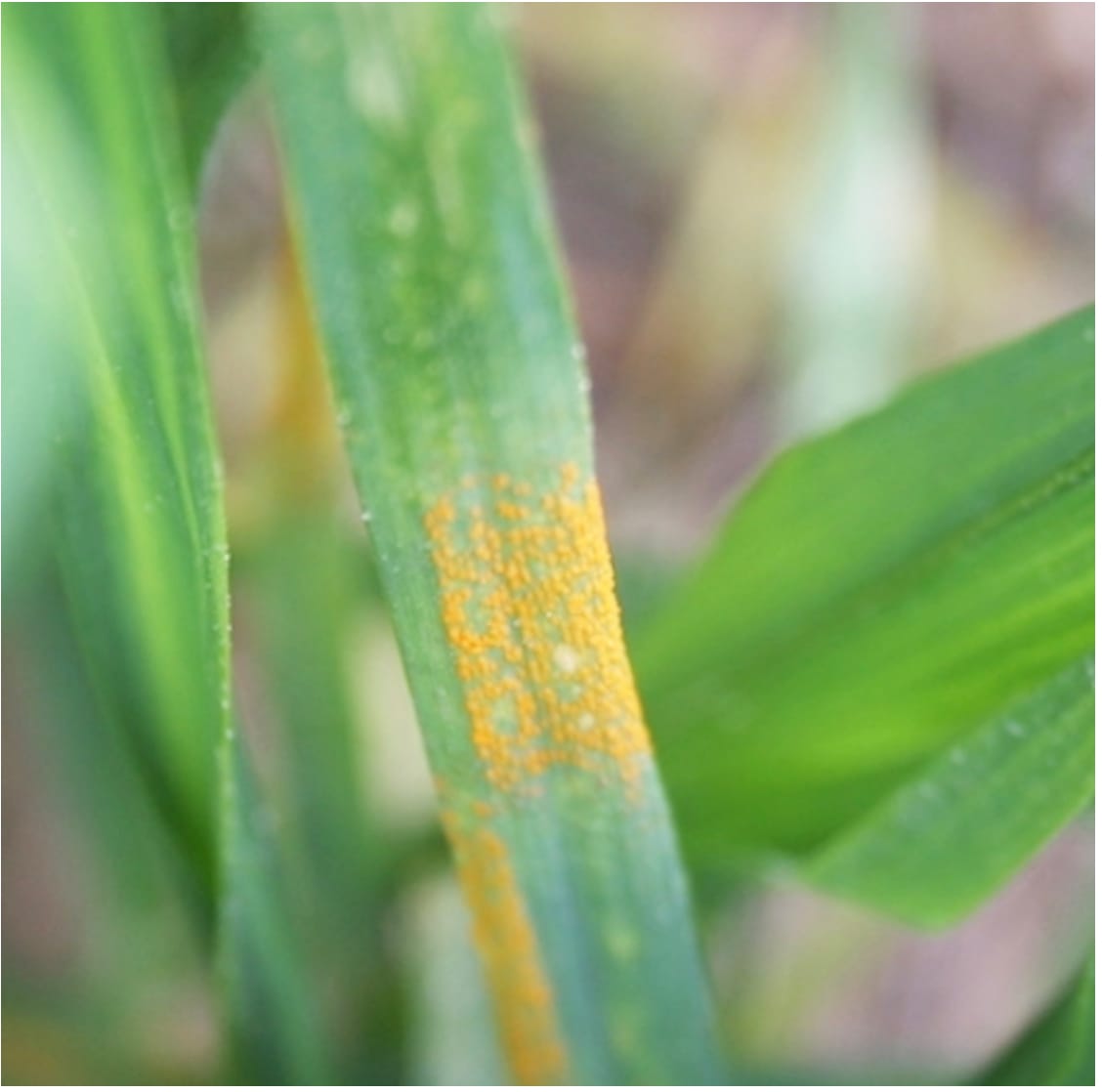 Coming Into Spring, Beware Disease Risk