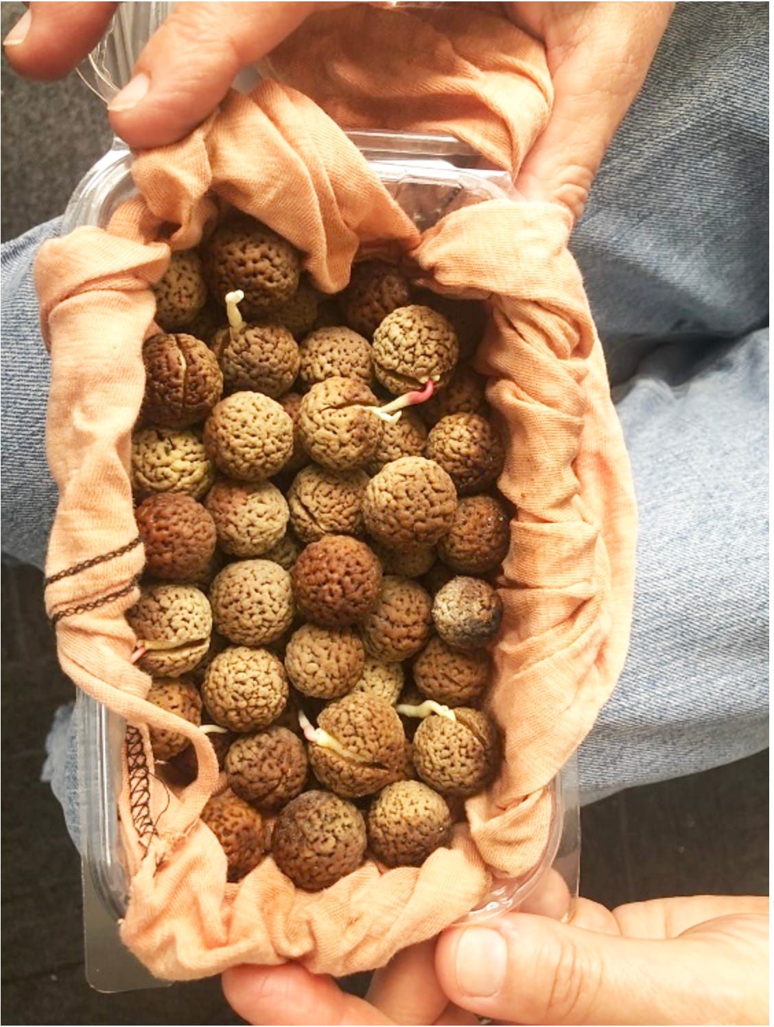 Native Foods Business Blossoming in the Mallee