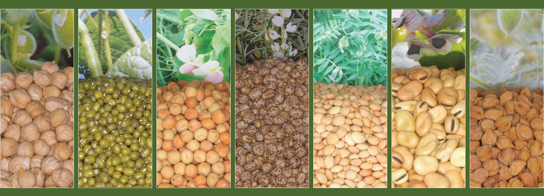 Pulse Field Day, October 19