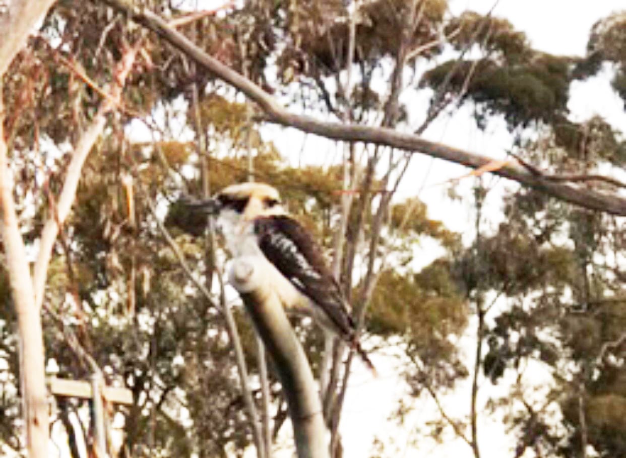 Birds on Mount Wycheproof